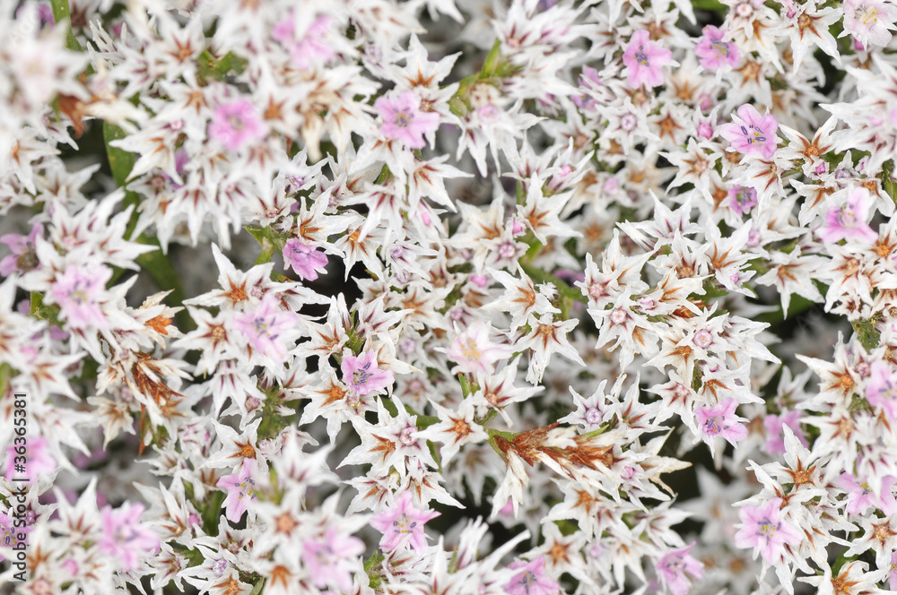 Limonium tataricum Limonium tataricum