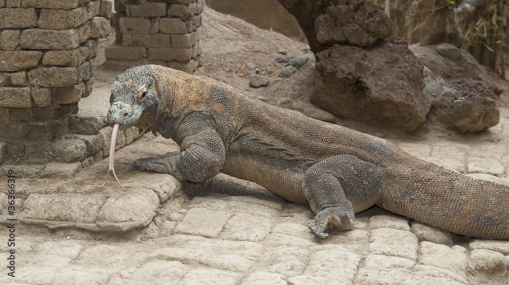 Komodowaran