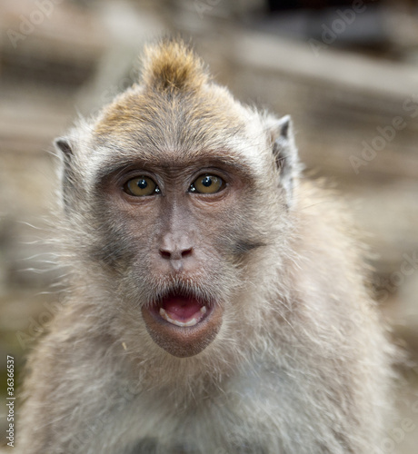 Obraz na płótnie monkey w salonie