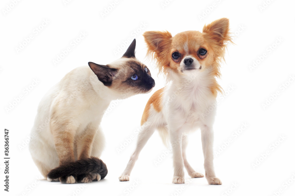 chiot chihuahua et petit chat siamois
