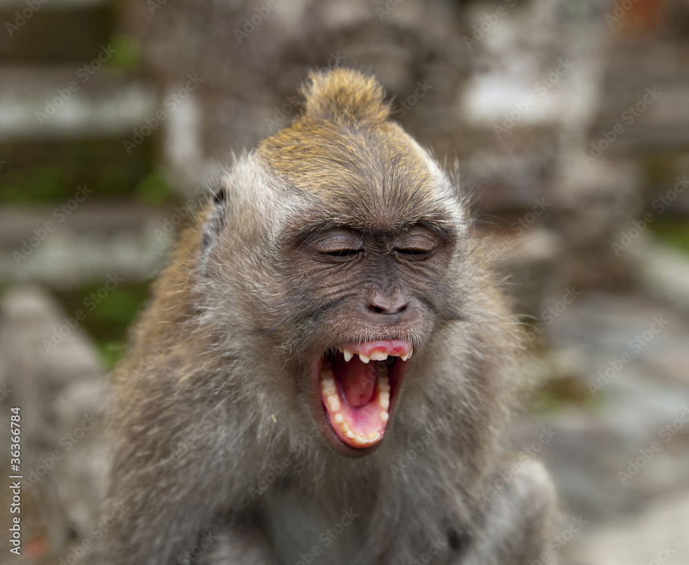 Monkey Monkey