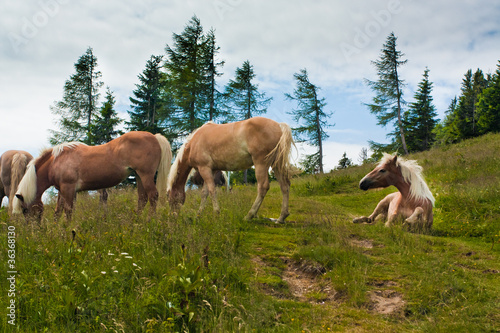 Horse family on Zwolferhorn