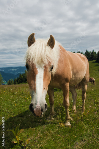 Horse portrait on Zwolferhorn © trancedrumer
