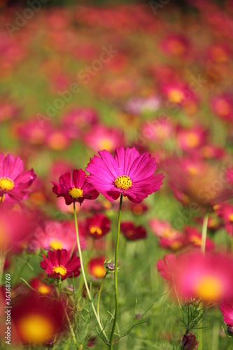 赤いコスモスの花 © tomo