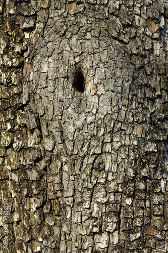 Baumrinde