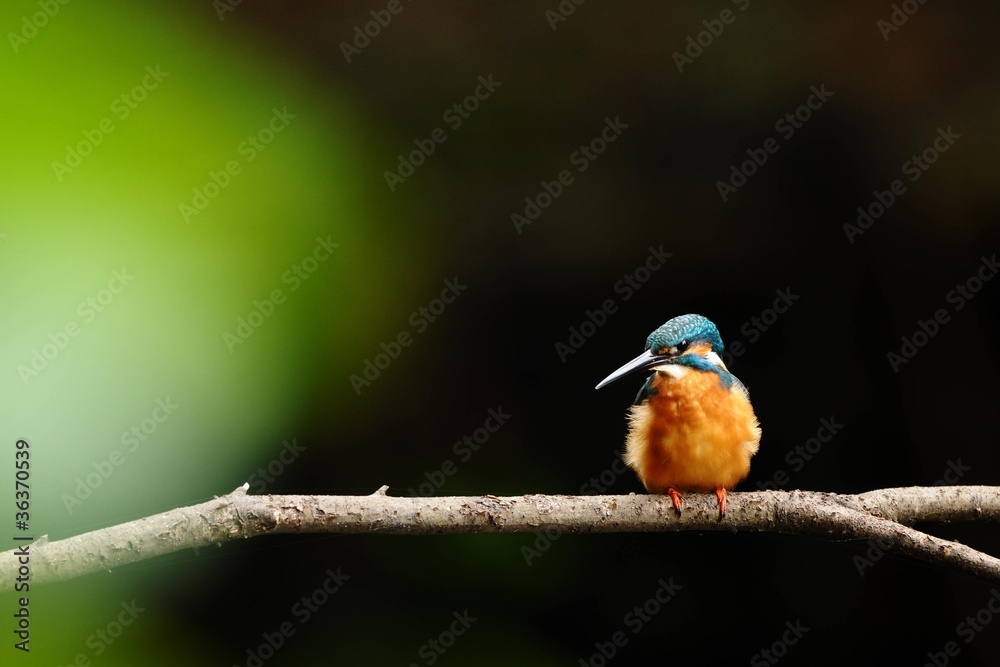 Obraz premium 前ボケのカワセミ