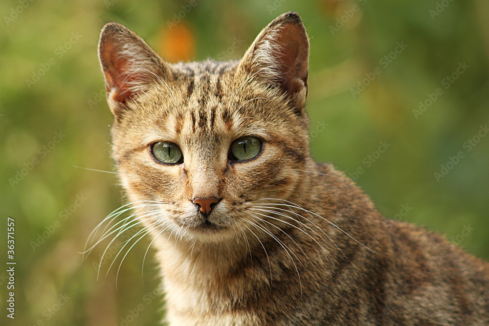 chat sérieuse 