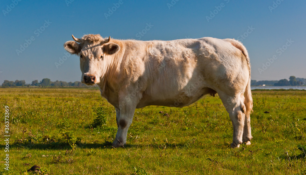 A confident creamy colored cow