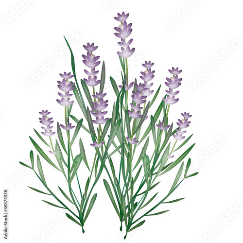 lavanda