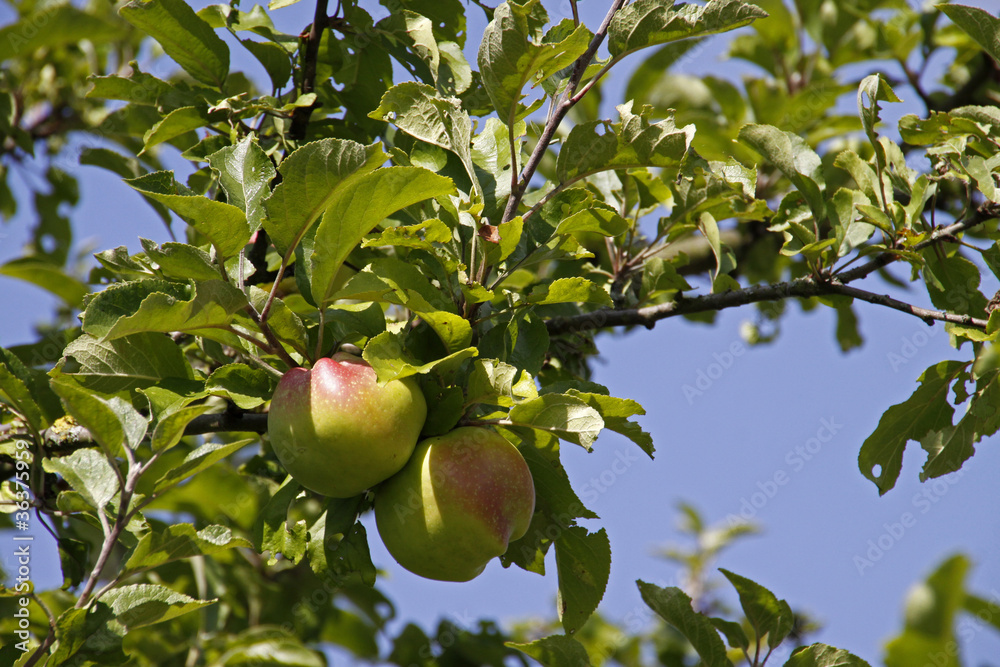 Äpfel London Pepping