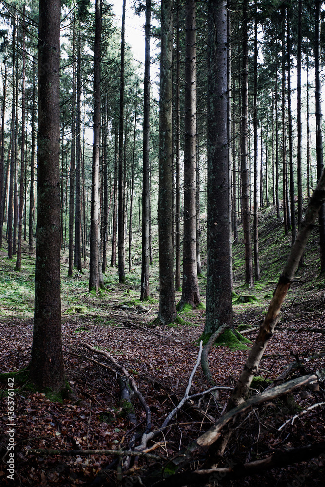 Obraz premium Wald