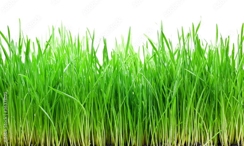 Green grass isolated Green grass isolated