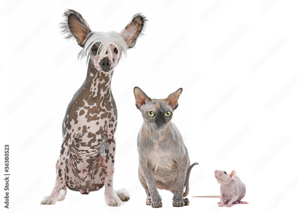 Naked Dog,Cat and Rat