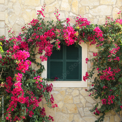 Fensterladen und Bugainvillea