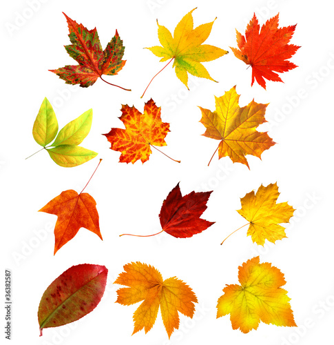 big collection beautiful colourful autumn leaves isolated on whi