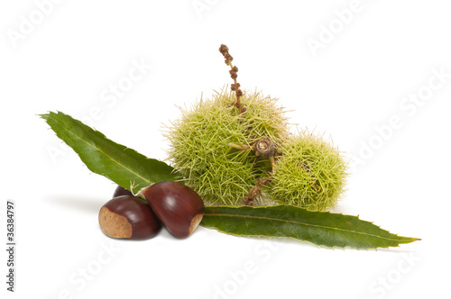 Freshly harvested chestnuts photo