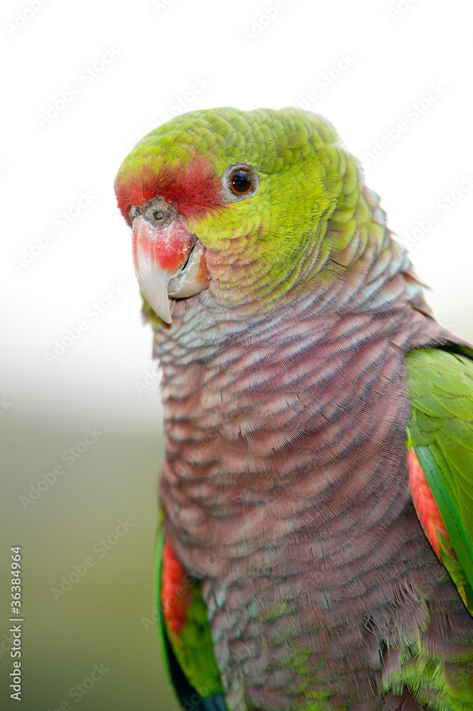 Obraz premium Colorful Parrot