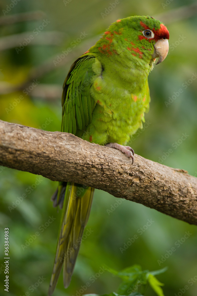 Colorful Parrot