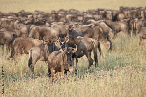 Herd of migrating Wildebeeste in the Masai Mara, Kenya.