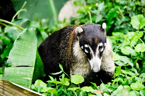 Young Coati from Costa Rica