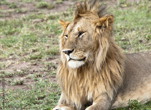 Young male lion with scarred face Masai Mara, Kenya