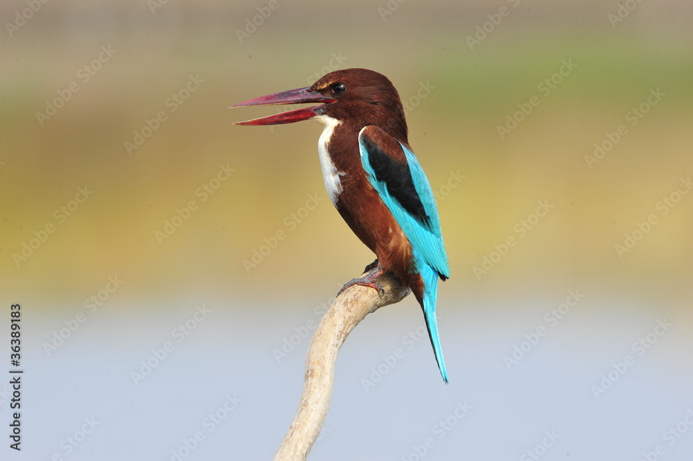 Fototapeta premium White throated kingfisher (Halcyon smyrnensis)