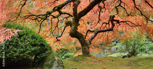 Old Japanese Maple Tree in Fall Panorama