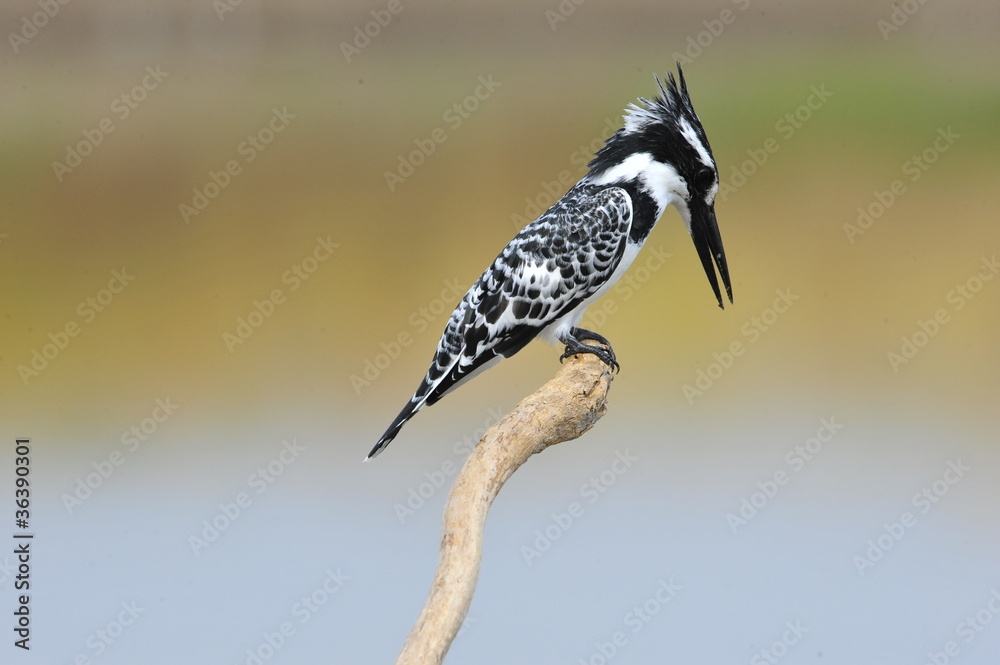 Obraz premium Pied Kingfisher (Ceryle rudis)