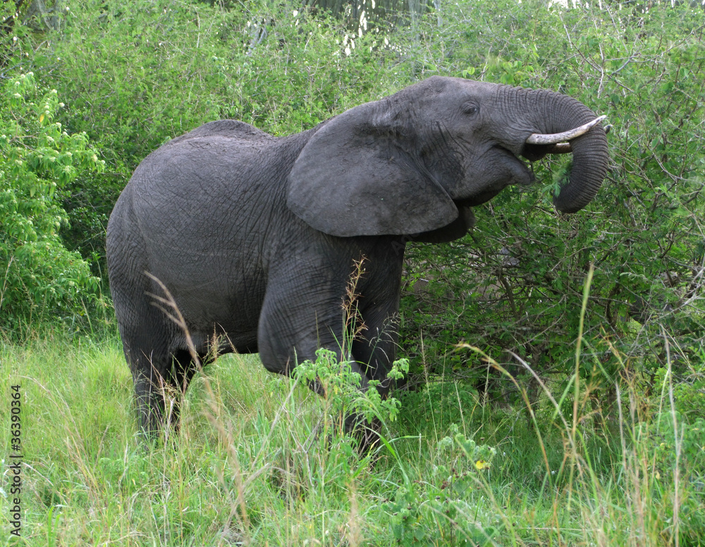 Naklejka premium Elephant in green vegetation