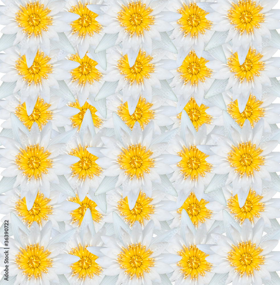white lotus background white lotus background