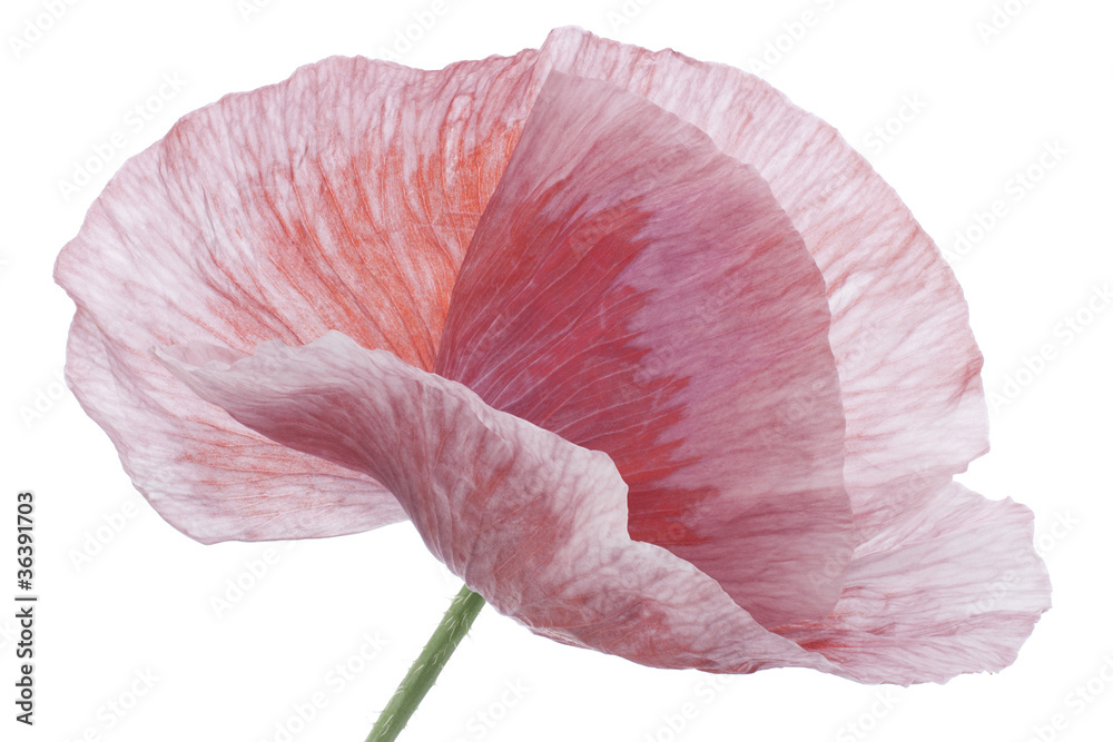 Fototapeta premium poppy