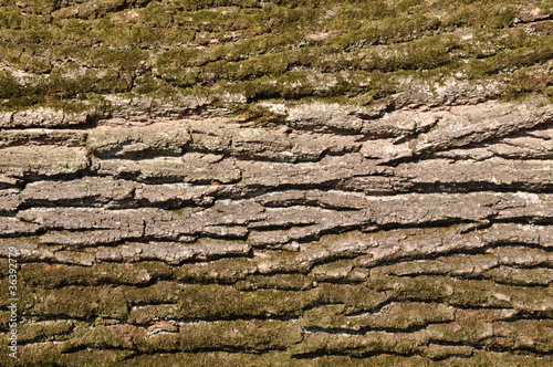 Oak tree trunk