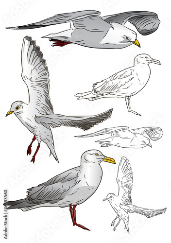 beautiful seagull