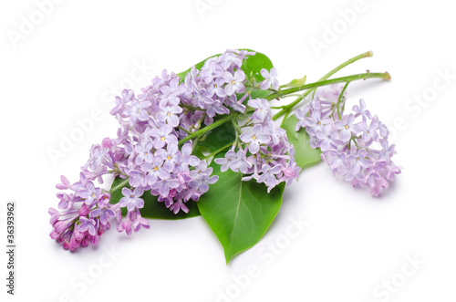 Beautiful lilac isolated on white background