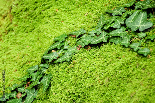 ivy growing on mossy stone © Marina Karkalicheva