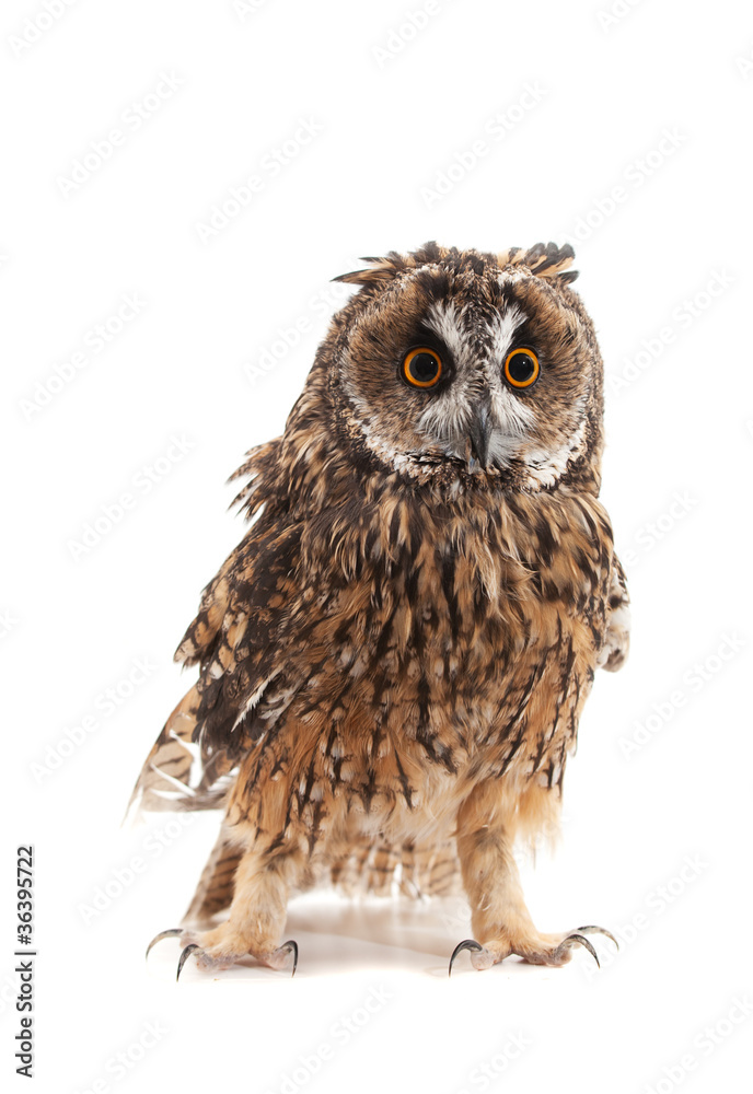 Obraz premium long-eared owl isolated on white background