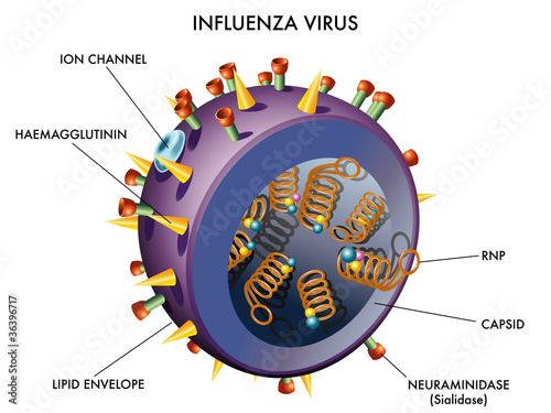 Virus Influenza