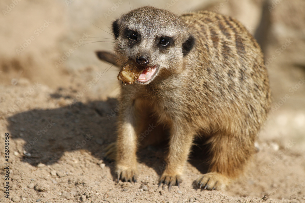 Erdmännchen mit Futter Erdmännchen mit Futter