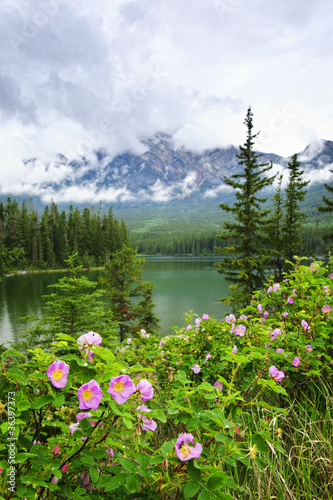 Wild roses and mountain lake in Jasper National Park photo