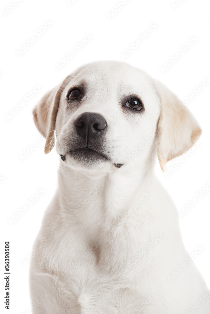 Labrador puppy