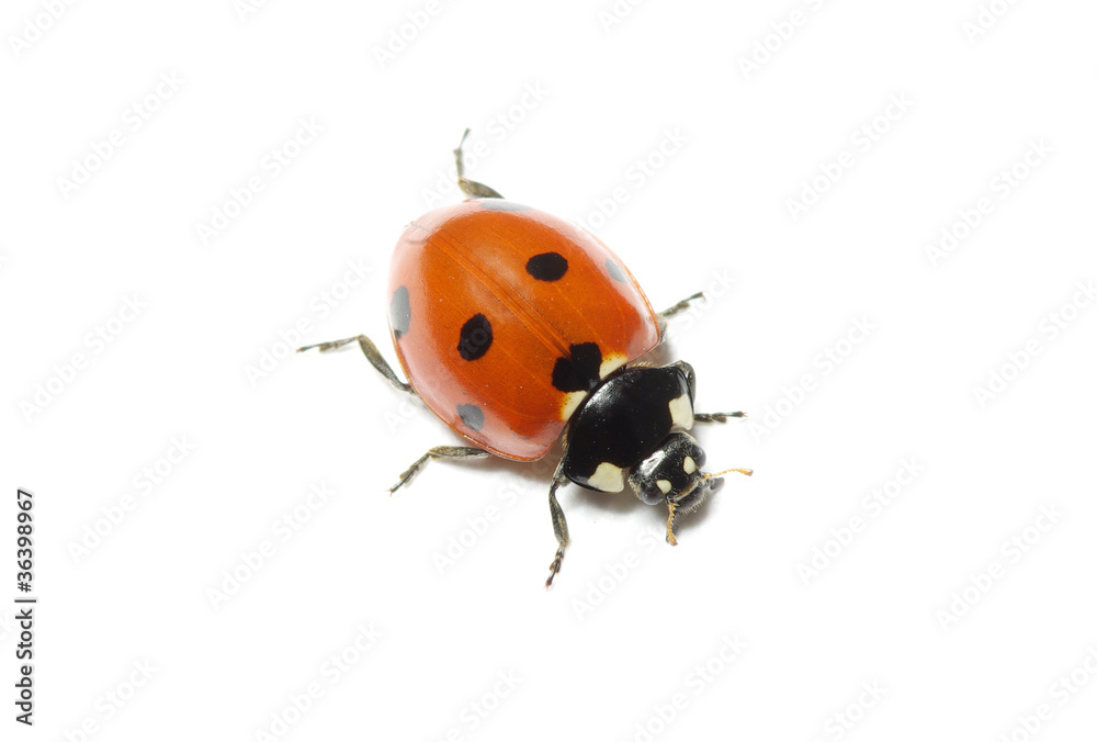 ladybug ladybug
