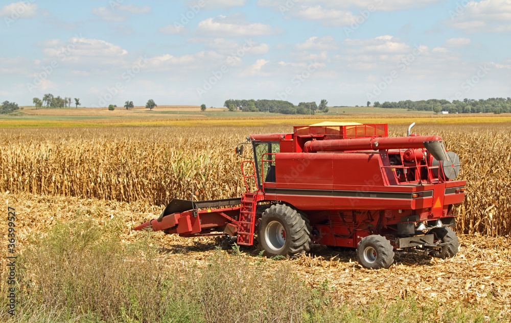 Fototapeta premium Combine Harvesting Corn Crop