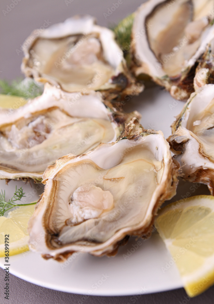 oyster oyster