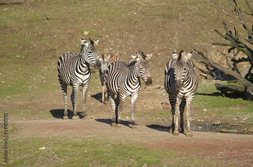 Zebras