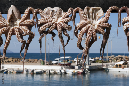 Octopuses and harbour