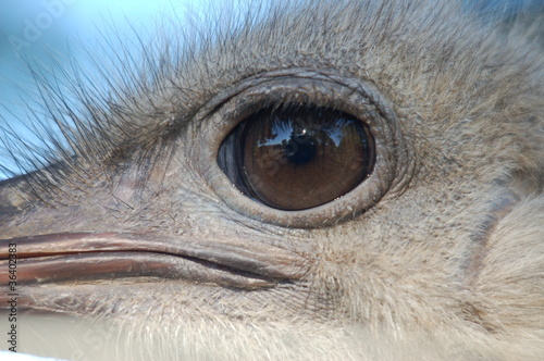 Eyeballing you - Ostrich (Struthio camelus)