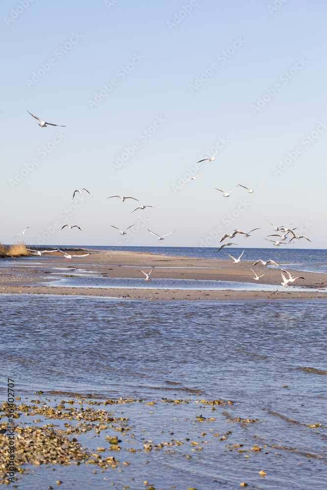 Sea gulls.