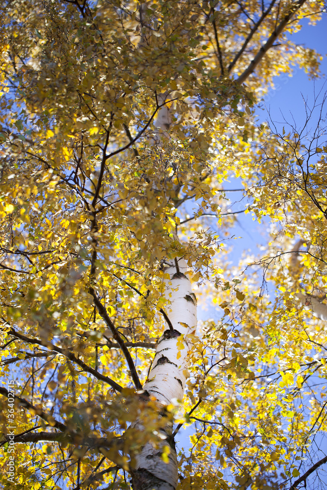 Yellow birch.
