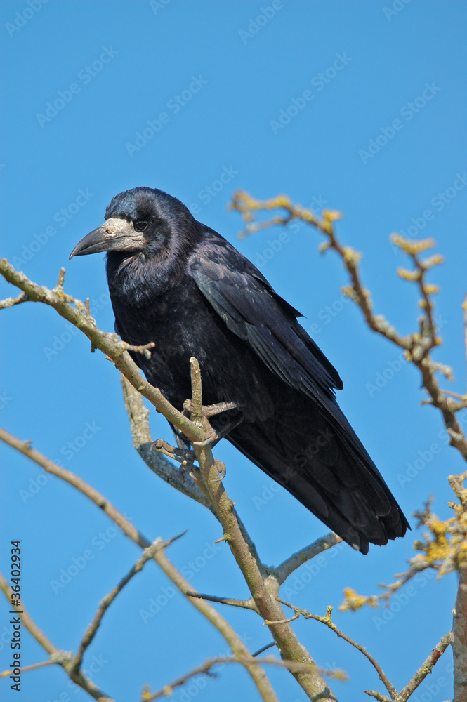Rook - corvus frugilegus