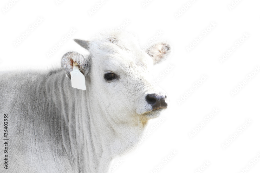 Fototapeta premium Hungarian grey cattle